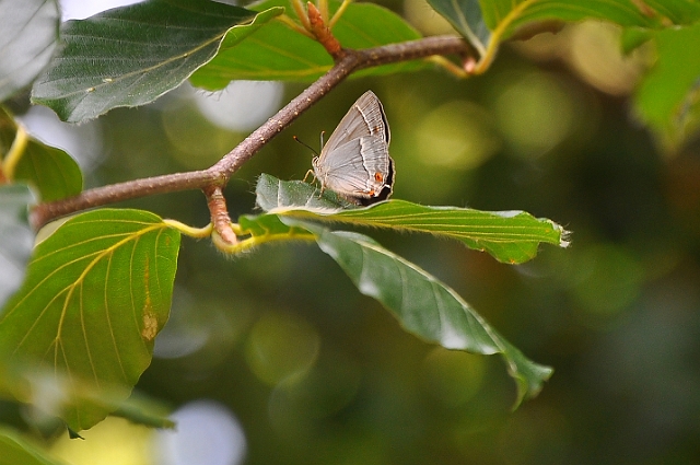 purple hairstreak butterfly-1.jpg - PURPLE HAIRSTREAK (FEMALE) - ALICE HOLT FOREST, HANTS - 5.7.09